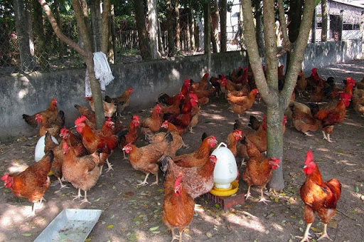 Chế độ dinh dưỡng giúp giảm lượng khí thải amoniac trong chuồng gà