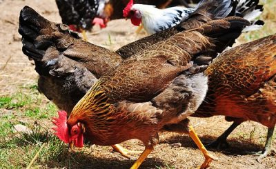 4 giống gà siêu trứng được ưa chuộng ở Việt Nam
