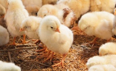 5 giai đoạn dinh dưỡng quan trọng của gà con