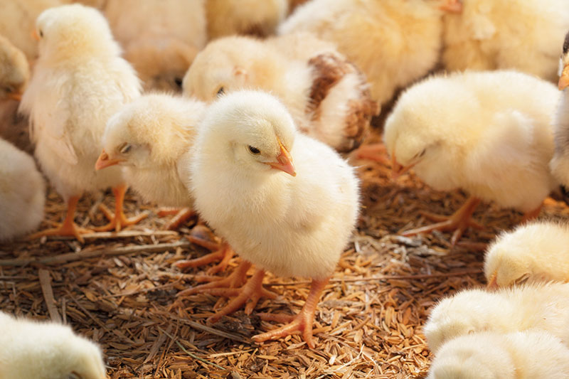 5 giai đoạn dinh dưỡng quan trọng của gà con