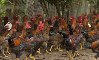Các giống gà thả vườn dễ nuôi, năng suất cao (P1)