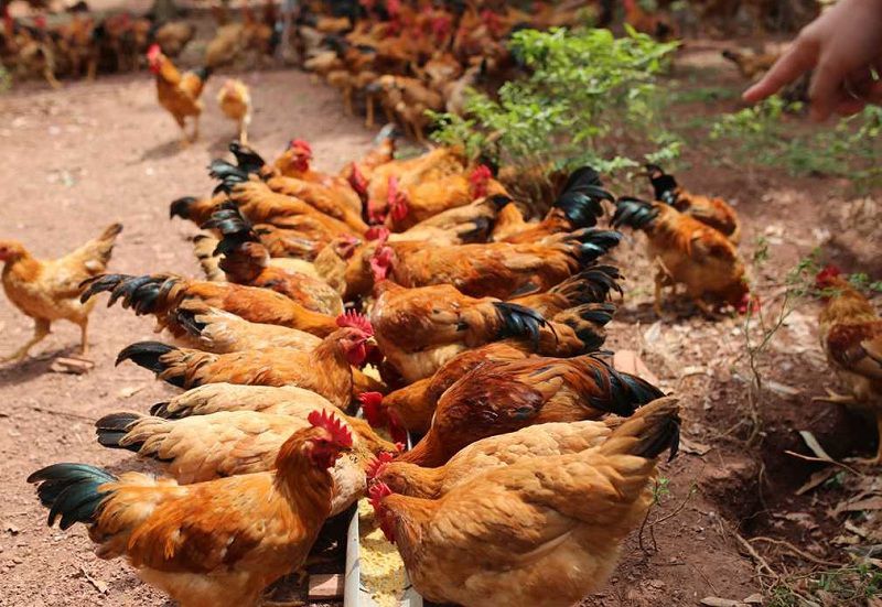 Các giống gà thả vườn dễ nuôi, năng suất cao (P2)