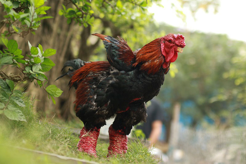 Cách để phân biệt giống gà Đông Tảo lai và thuần chủng