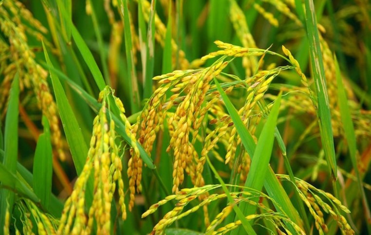 Gạo hữu cơ Thái Lan được chứng nhận mang lại giá trị cao
