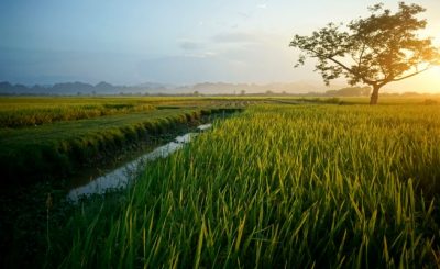 Gạo ruộng rươi Hải Phòng tham gia chương trình đặc sản Việt Nam