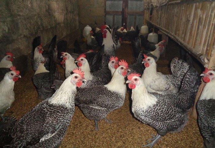 Giống gà siêu trứng Ai Cập: Đặc điểm và cách chăm sóc