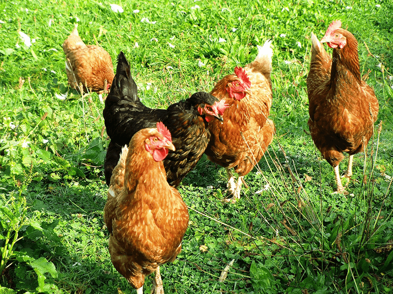 Giống gà thả vườn nên chọn như thế nào?