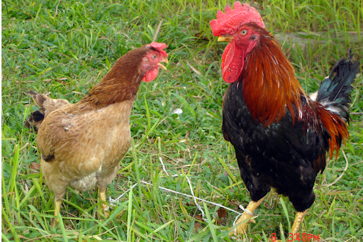 Những nét chung của giống gà ri thuần chủng