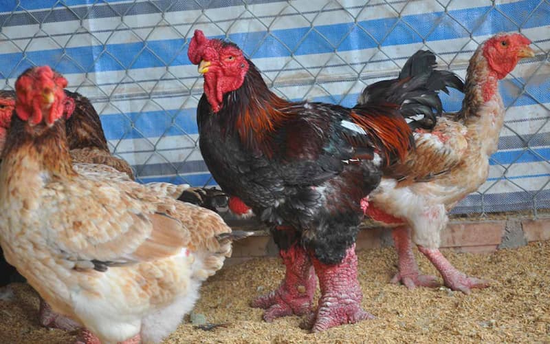 Mật độ nuôi gà phụ thuộc và độ tuổi của gà