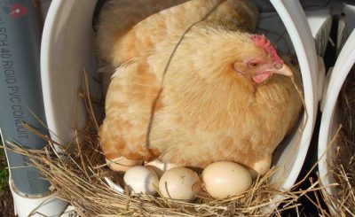 Khẩu phần ăn cho gà đẻ trứng gồm những gì?