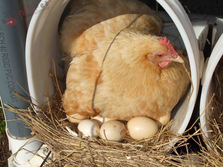 Khẩu phần ăn cho gà đẻ trứng gồm những gì?