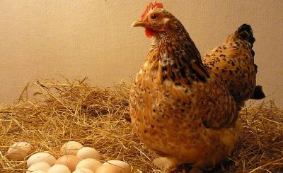 Kinh nghiệm nuôi gà đẻ trứng đạt hiệu quả cao