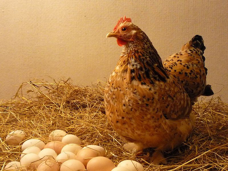 Làm giàu nhờ mô hình nuôi gà đẻ trứng  Tạp chí Chăn nuôi Việt Nam