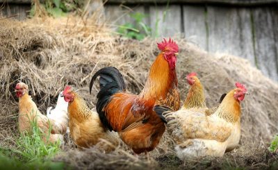 Kinh nghiệm nuôi gà thả vườn tiết kiệm chi phí