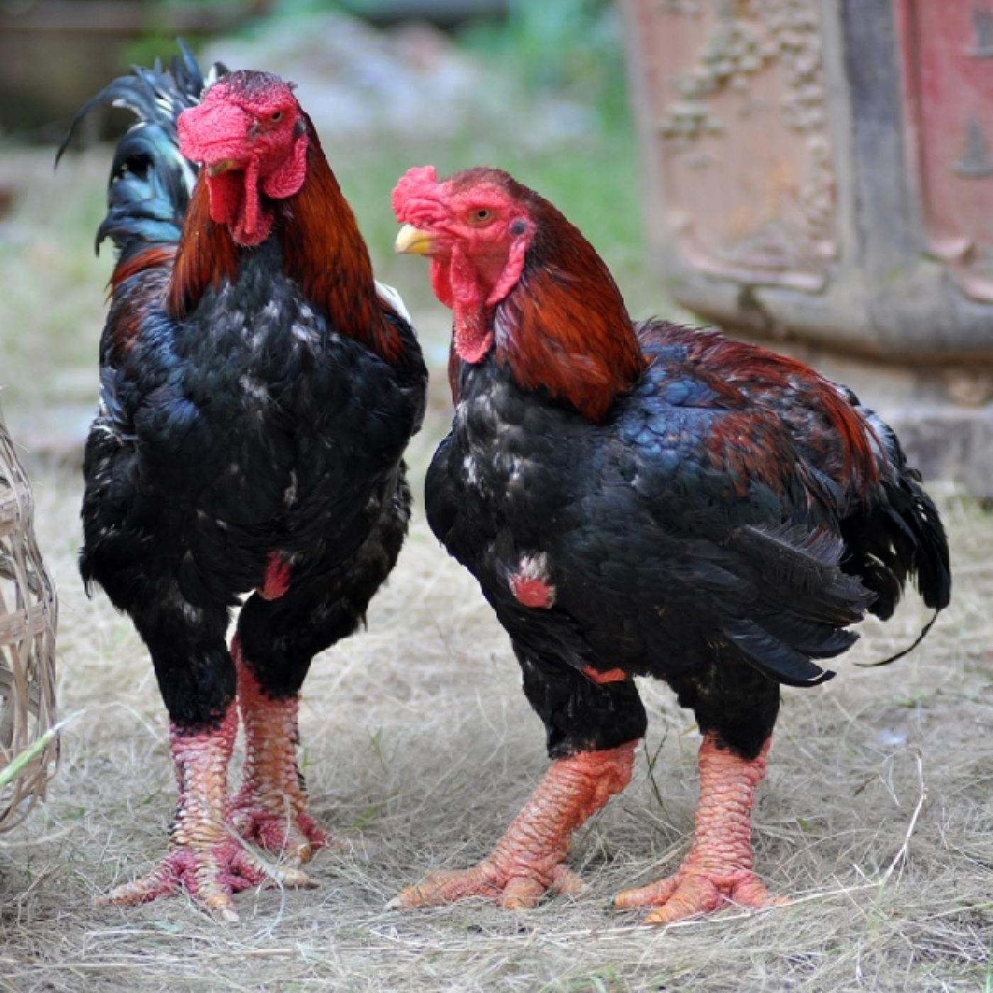 Gà Đông Tảo hiện nay được xem là một trong những giống gà mang lại lợi ích kinh tế cao