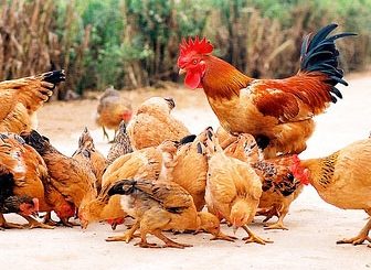 Làm sao để tăng sức đề kháng cho gà