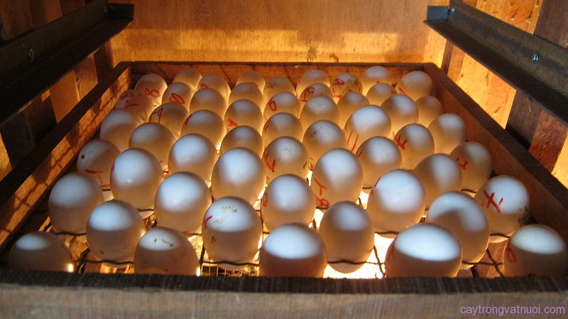 Làm sao để trứng vịt đạt tỷ lệ nở cao?