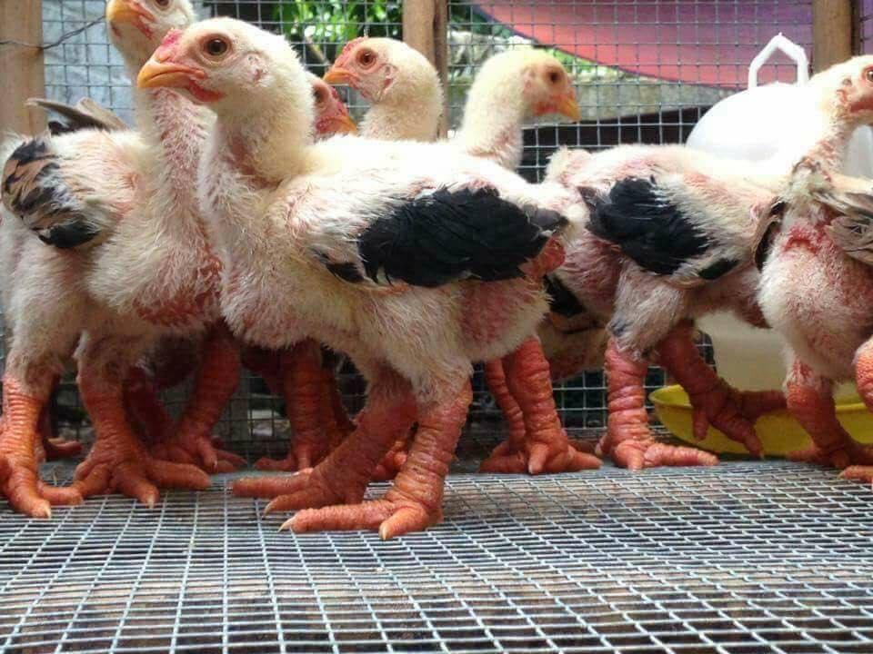 Kỹ thuật nuôi dưỡng gà đẻ.