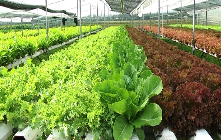 Nông nghiệp hữu cơ hội nhập thị trường Việt Nam trong thời gian tới
