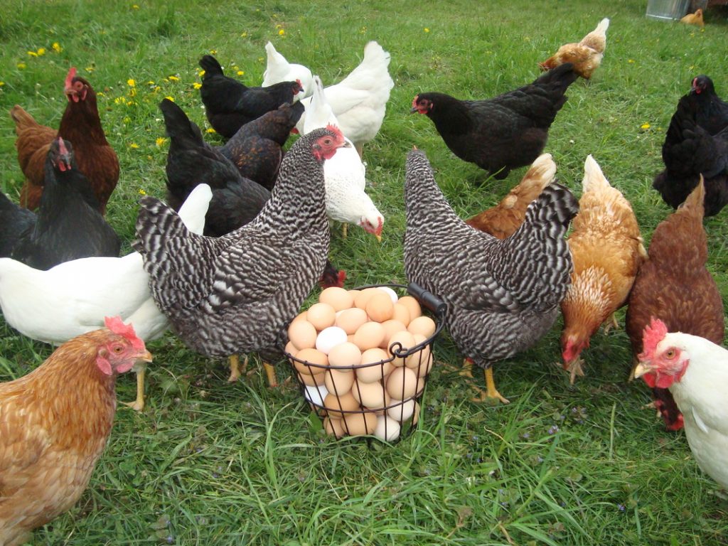 Khẩu phần ăn cho gà đẻ trứng hiệu quả nhất